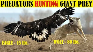 Top 10 Predators Hunting Much Bigger Prey