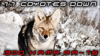 Top Coyote Hunting Video ~ Up Close Action ~ ( 300 HAM'R AR-15 )