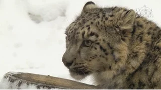 Нижегородцы выбрали имя снежному барсу в зоопарке «Лимпопо»