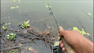 भोट्टि (हीले) माछा मार्ने तरिका/snakehead fishing amazing fishing video/fishing in nepal🇳🇵