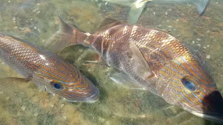 Pescaria de Costão. Praia do Morro Guarapari Espírito Santo