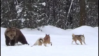 Очень опасная охота на МЕДВЕДЯ,произошла трагедия.