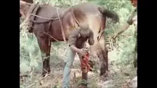 Skidding Logs by Horse - Part 1 - Shannon County Film Digitization Project