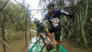 panen ikan tapah