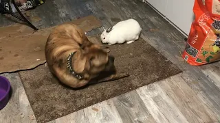 Introducing Bunny to aggressive Pit-Bull in 2024...