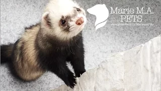 Умный хорек Рикки выполняет команды | Smart Rikki the Ferret Does Different Tricks