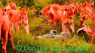 Lion vs Leopard | 12 Lions Attack 1 Poor Leopard #hunting