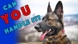 GERMAN SHEPHERD AS FIRST TIME DOG OWNER? - Asking the Expert Robert Cabral!