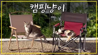 A cool shade tent for stray cats in preparation for the hot summer.