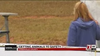 “Hurricane Horses” displaced by Matthew evacuate to Greenville County
