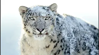 Sebastian Groth - Snow Leopard (Gary Burrows Remix)