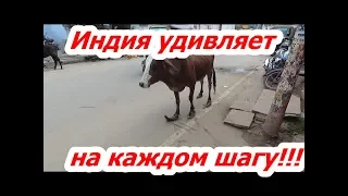 18.Индия удивляет на каждом шагу. Корова скороход и утюг индийский!!!