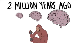 The Evolution of the Human Brain