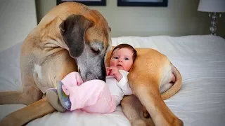 Nanny Dogs🐶👶Cute Dogs as Babysitter(Full) [Epic Life]