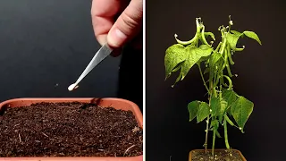 Beans time lapse - 53 days