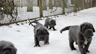 Puppies neapolitan mastiff (litter F). Kennel BOSCO FOLTO