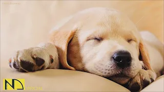 20 HOURS of Deep Sleep Dog Music🎵🐶Dog Separation Anxiety Relief Music💖Dog sleeping Music🐶 NadanMusic