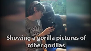 Gorilla reacts when he sees pictures of other gorillas on this guy's cell phone [ORIGINAL]