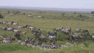 Zebra migration on the Serengeti Grasslands of Tanzania