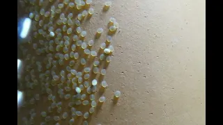 Time-Lapse Discus Hatching