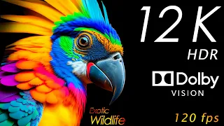 12K HDR 120FPS DOLBY VISION -  Exotic Animals Colorfully Dynamic| Scenic Wildlife Relaxation Film