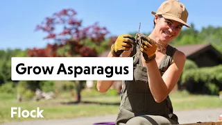 Planting ASPARAGUS in a RAISED BED — Ep. 109