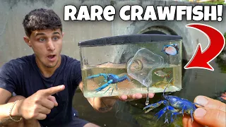 TRAP Catches 1 In A MILLION BLUE LOBSTER!!