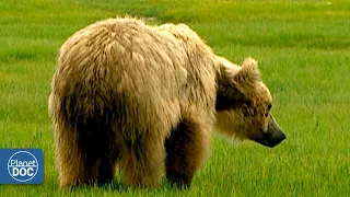 A place to know. This is the land of the Giant Bears (FULL DOCUMENTARY)
