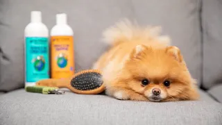 How To Groom Your Pomeranian At Home