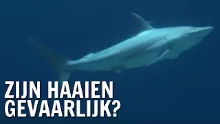 Zijn haaien gevaarlijk? | De Buitendienst over haaien