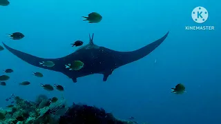 The Underwater World of Misool Raja Ampat