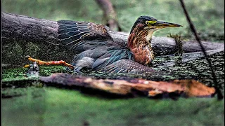 GREEN HERON Attacked by Snapping Turtle | Wildwood Park, Harrisburg, PA | Pennsylvania wildlife