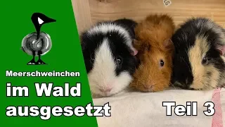 Meerschweinchen im Wald ausgesetzt (Teil3) - Tiernotruf #181