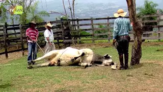 Técnicas de Derribamiento de Animales Parte 2 - TvAgro por Juan Gonzalo Angel