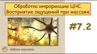 Обработка информации ЦНС. Восприятие ощущений при массаже | Урок 7, часть 2 | Уроки массажа