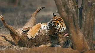 Tiger hunting a wild boar in Ranthambore Tiger Reserve