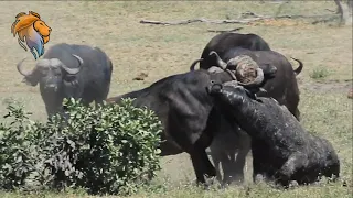 Brutal Buffalo Fight | Kruger Park Sightings | Amazing Animal Videos