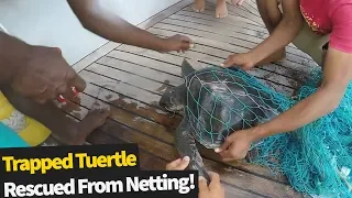 Amazing Rescue For A Turtle Stuck In Fishing Nets In The Maldives