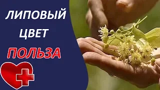 Почему необходимо собирать липовый цвет?!