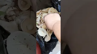 Грибы Приморского края 🍄🍄🍄