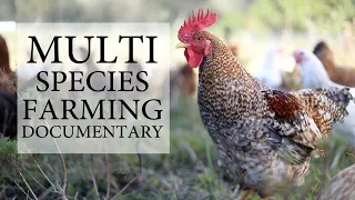 Benefits of Multi-Species Farming Documentary