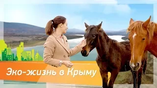 Жить в Крыму: Байдарская долина. Размеренная жизнь на природе. Ти-Арт
