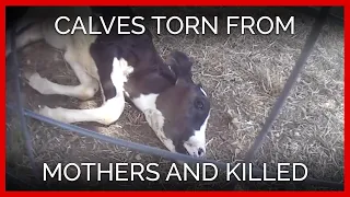 Calves Torn From Mothers, Killed for Daisy Sour Cream