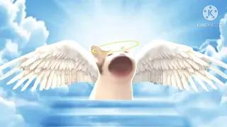 Pop Cat dies and goes to heaven