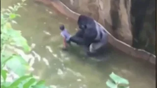 В США трехлетний мальчик упал в вольер с гориллами