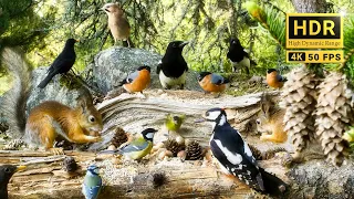 Birds for Cats to Watch 😸 The Forest Nook Restaurant for Woodland Friends🐈 10hrs Cat & Dog TV 4K HDR