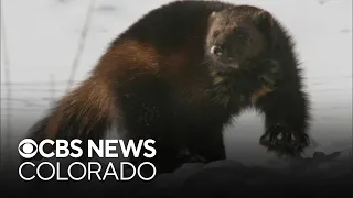 Wolverines are coming to Colorado but the questions are when and where?