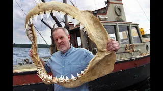 GREAT WHITE SHARK JAWS from Bone Clones