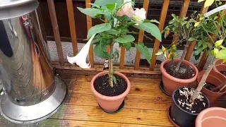 Brugmansia / Datura / Angel's Trumpets introduction.