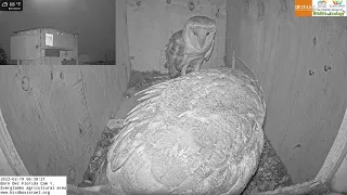 You Either Provide or Get Out! Female Barn Owl Kicks Male Out The Box After He Returns Without Food.